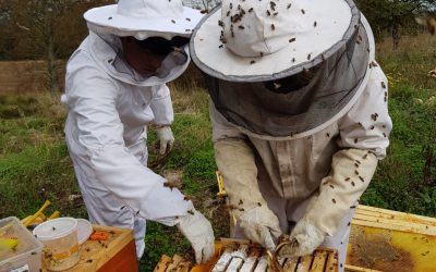 Producción de miel en el campo